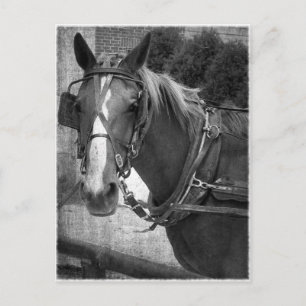 Buggy Horse vid Hitching Post Vykort