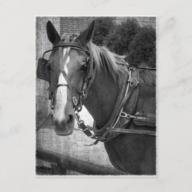 Buggy Horse vid Hitching Post Vykort (Framsida)