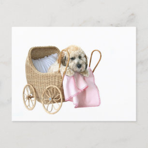 Buggy pudel baby vykort