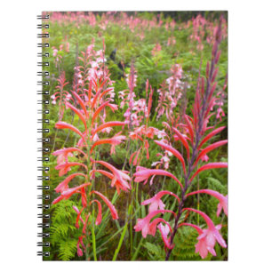 Bugle Lily (Watsonia) Blomma, Östra Kapprovinsen Anteckningsbok Med Spiral