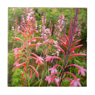 Bugle Lily (Watsonia) Blomma, Östra Kapprovinsen Kakelplatta