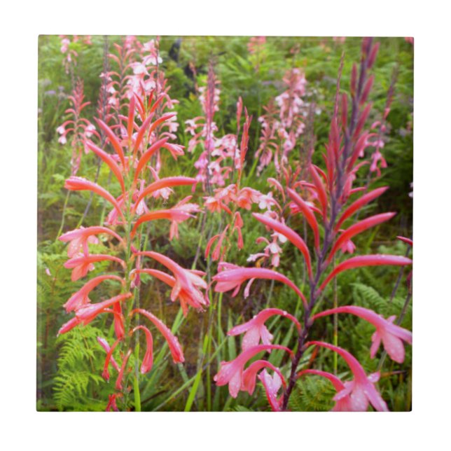 Bugle Lily (Watsonia) Blomma, Östra Kapprovinsen Kakelplatta (Framsidan)