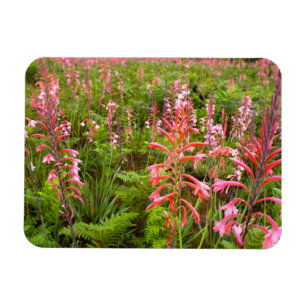 Bugle Lily (Watsonia) Blomma, Östra Kapprovinsen Magnet