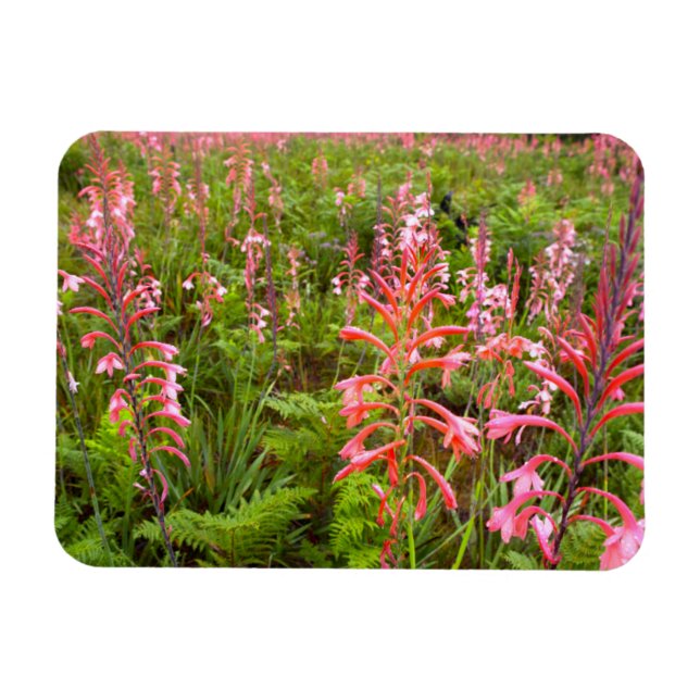 Bugle Lily (Watsonia) Blomma, Östra Kapprovinsen Magnet (Horisontell)