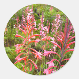 Bugle Lily (Watsonia) Blomma, Östra Kapprovinsen Runt Klistermärke