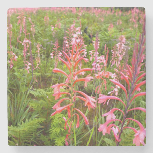 Bugle Lily (Watsonia) Blomma, Östra Kapprovinsen Underlägg Sten (Framsidan)