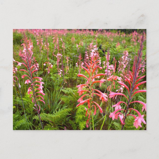 Bugle Lily (Watsonia) Blomma, Östra Kapprovinsen Vykort (Framsida)