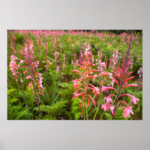 Bugle Lily (Watsonia) Flower, Östra Cape Poster