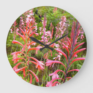 Bugle Lily (Watsonia) Flower, Östra Cape Stor Klocka