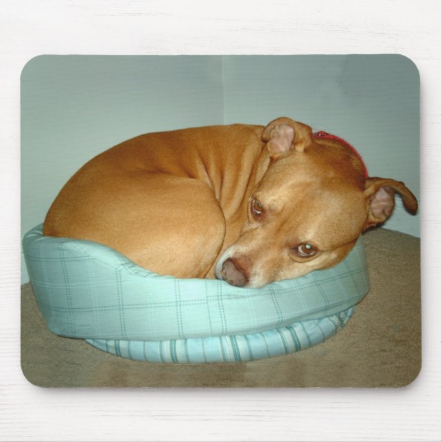 Bugsy Musmatta (Framsidan)