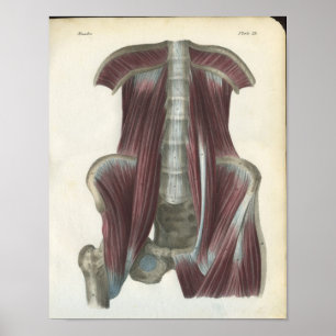Buk- & bäcken- muskelanatomitryck poster