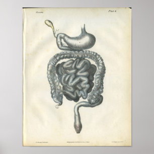 Buk- organanatomitryck poster