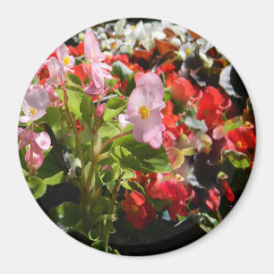 Bukett av Begonias… Magnet