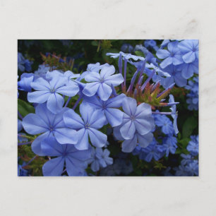 Bukett av Plumbago Meddelande Vykort
