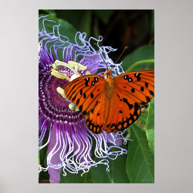Bukt Fritillary Art Poster -24x36 -andra storlekar (Framsidan)