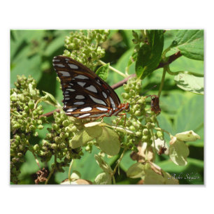 Bukt Fritillary Butterfly Fototryck