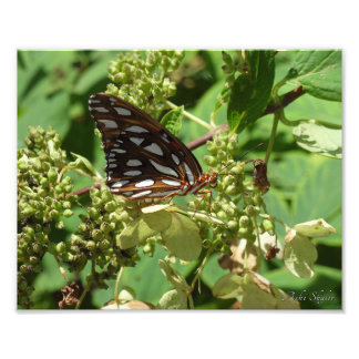 Bukt Fritillary Butterfly Fototryck