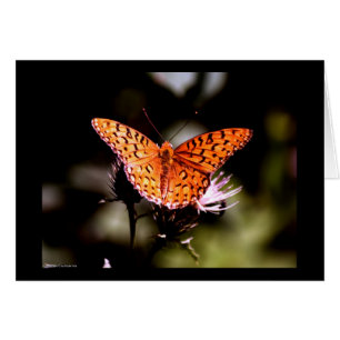 Bukt Fritillary Butterfly OBS Kort