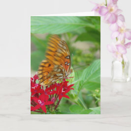 Bukt Fritillary Butterfly on Red Penta Flower Kort