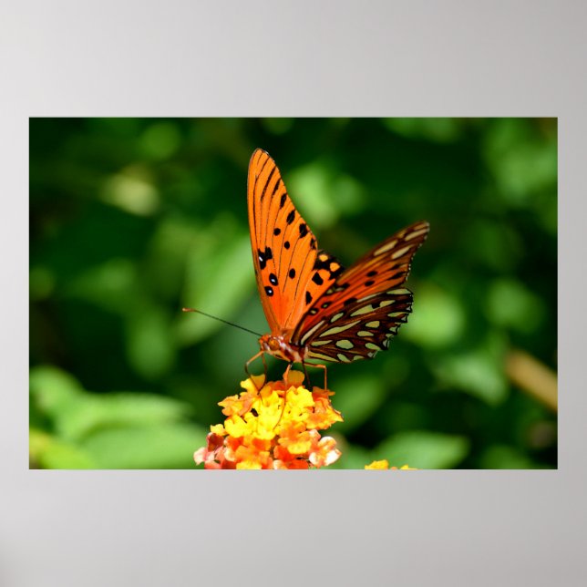 Bukt Fritillary Butterfly Poster (Framsidan)