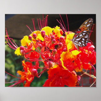 BUKT FRITILLARY BUTTERFLY POSTER