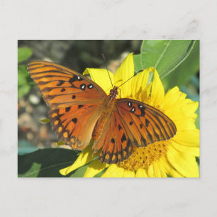 Bukt Fritillary Butterfly vilande på solros Vykort