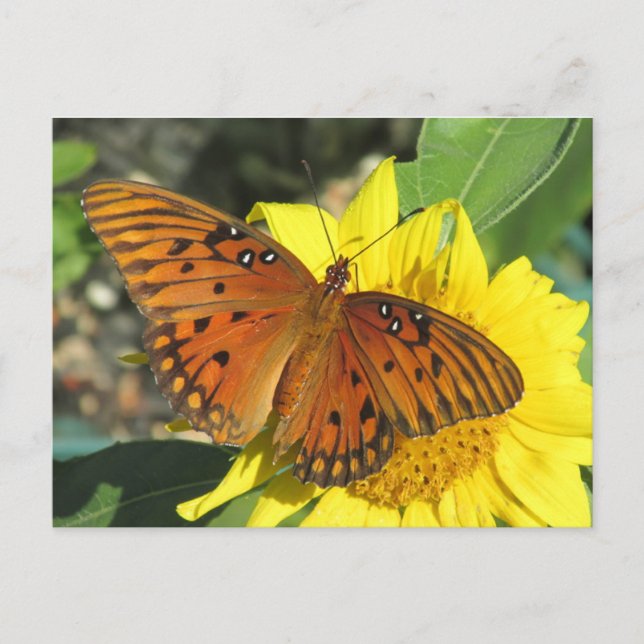 Bukt Fritillary Butterfly vilande på solros Vykort (Framsida)