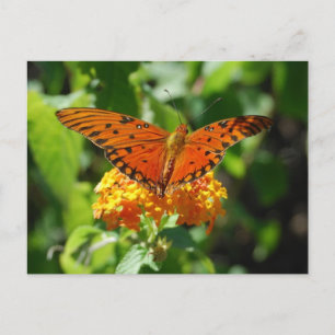 Bukt Fritillary Butterfly-vykort Vykort