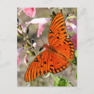 Bukt Fritillary Butterfly-vykort Vykort