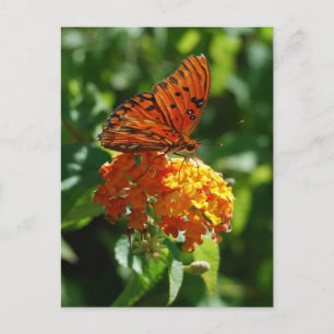 Bukt Fritillary Butterfly-vykort Vykort