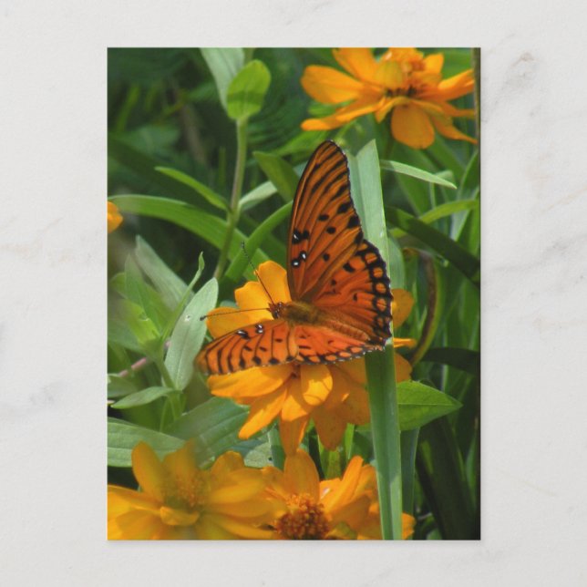 Bukt Fritillary Butterfly-vykort Vykort (Framsida)