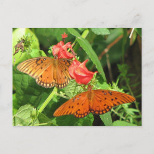 Bukt Fritillary Duo vykort