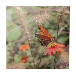 Bukt Fritillary på Zinnia Kakelplatta