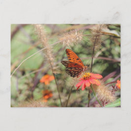 Bukt Fritillary på Zinnia Vykort