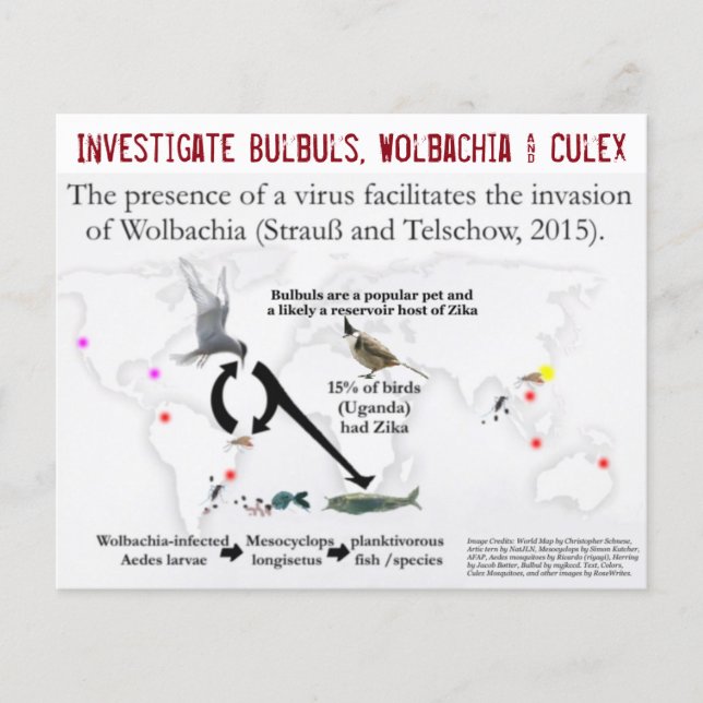 Bulbuls, Wolbachia & Culex (2-sidig) av RoseWrites Flygblad (Framsidan)