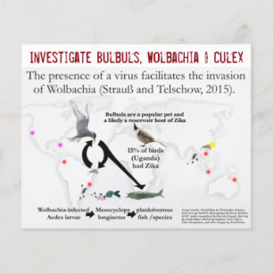 Bulbuls, Wolbachia & Culex (2-sidig) av RoseWrites Flygblad