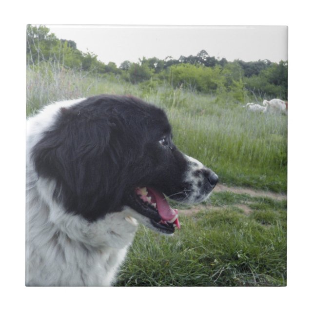 Bulgarisk Sheepdog Kakelplatta (Framsidan)