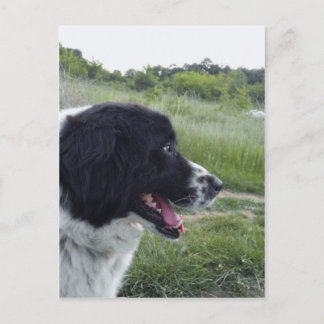 Bulgariska fårhund vykort