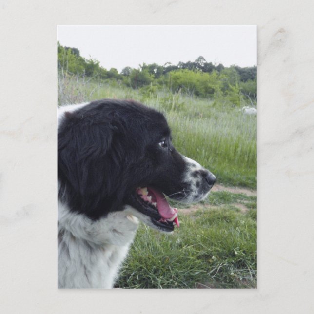 Bulgariska fårhund vykort (Framsida)