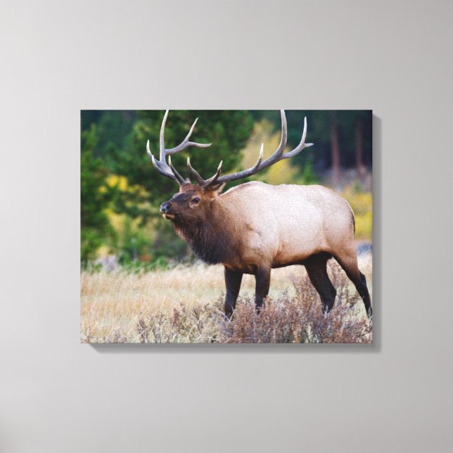 Bull & Aspen Träd | Nationalpark i Rocky Mountain Canvastryck (Framsida)