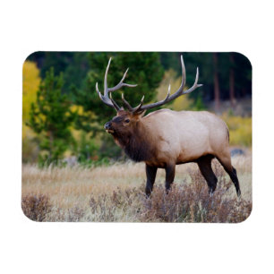 Bull & Aspen Träd Nationalpark i Rocky Mountain Magnet
