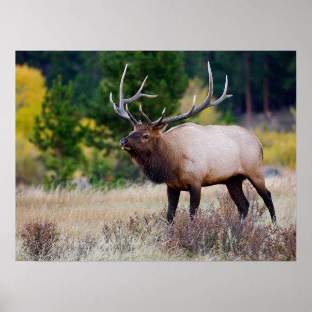 Bull & Aspen Träd | Nationalpark i Rocky Mountain Poster (Framsidan)