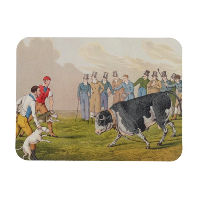 "Bull Baiting", pub.by Thomas McLean, 1820, (tryck Magnet (Horisontell)