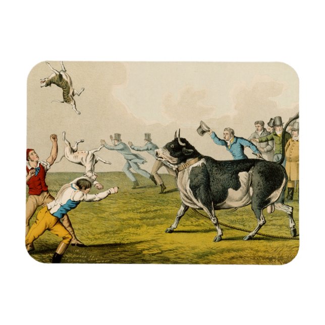 "Bull Baiting", pub. från Thomas McLean, 1820, (pr Magnet (Horisontell)