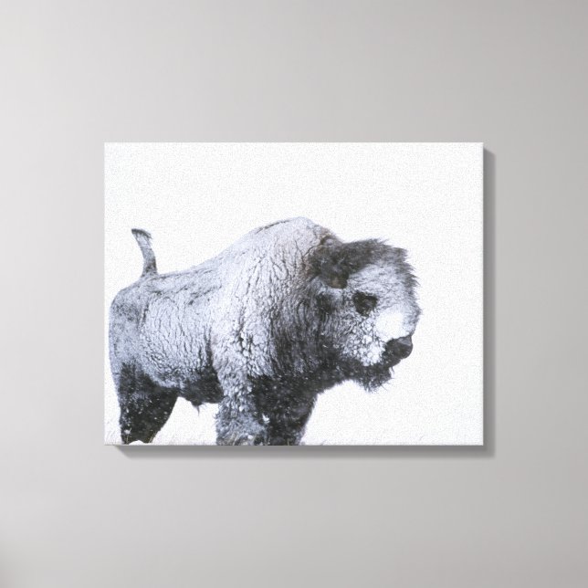 Bull Bison (Bison bison), som i en lump har hamnat Canvastryck (Framsida)