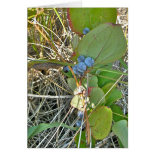 Bull Briar (Smilax rotundifolia) & Berries Vine Hälsningskort