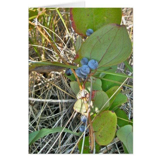 Bull Briar (Smilax rotundifolia) & Berries Vine Hälsningskort (Framsidan)