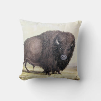 Bull Buffalo Kudde