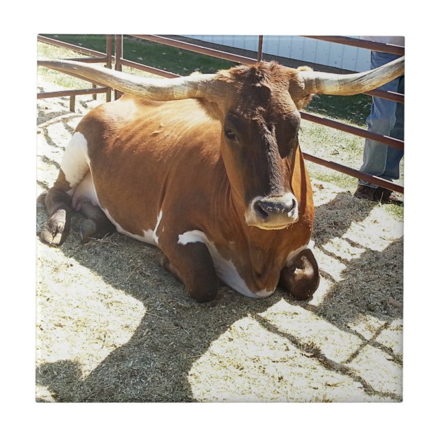 Bull Cow Long Horns Ranch rodeo Animal Photography Kakelplatta (Framsidan)