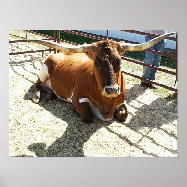 Bull Cow Long Horns Ranch rodeo Animal Photogratog Poster (Framsidan)